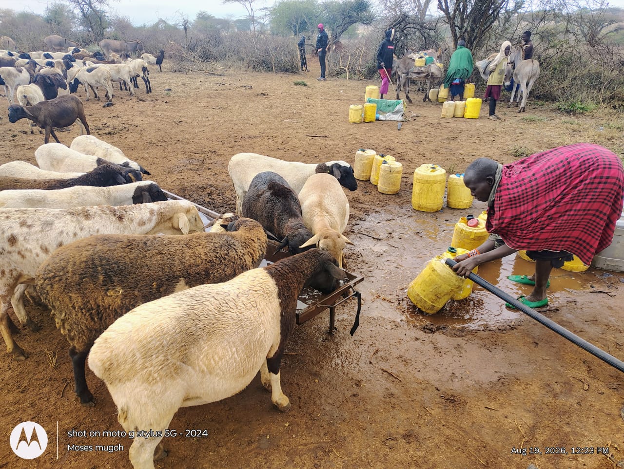 Herder filling dedicated livestock trough for sheep, goats and donkeys in ASAL rangeland